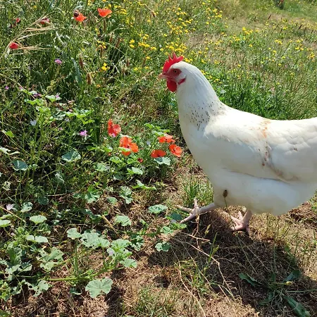 Insolite La Renouee *