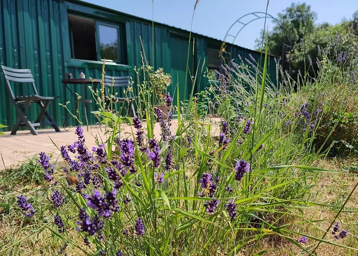 Insolite La Renouée *