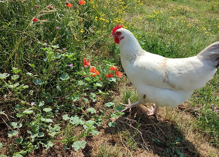 Insolite La Renouée *
